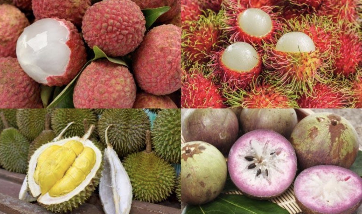 What Fruits Grow in Vietnam? A Sourcing Gu